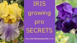 Iris growing  how to choose plant and grow irises [upl. by Nevuer]