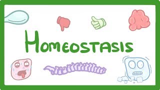 GCSE Biology  Homeostasis 54 [upl. by Ahsem493]