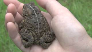 Eastern American Toad Anaxyrus americanus americanus [upl. by Barayon]