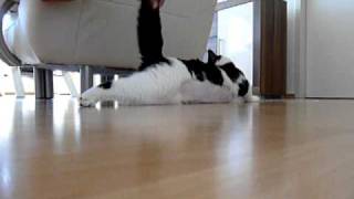 Epileptischer Anfall Kater Willi [upl. by Channa]