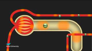 The Kidney amp the Counter Current Multiplier Pharmacology teaching at Aston University [upl. by Brink452]