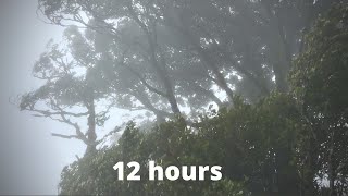 WIND SOUNDS for 12 Hours Sound of Wind for Relaxing Sleep Study Windy Sound [upl. by Hillegass]