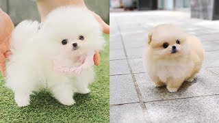 Cutest Teacup Pomeranian Puppies Compilation 2 [upl. by Nomit825]