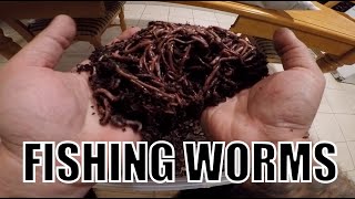 DIY FISHING WORMS  Grow Your Own At Home [upl. by Jochbed]