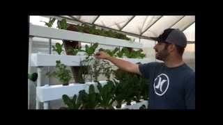 Hydroponic NFT with Bucket System  Dutch Bucket [upl. by Ansilme]