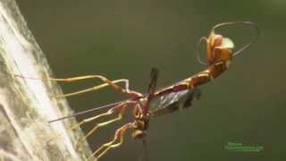 Giant Ichneumon Wasp Megaryhssa macrurus Ovipositing [upl. by Brigitte]