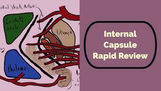 Internal Capsule Rapid Review [upl. by Ayimat]