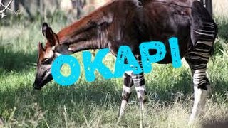 Okapi  okapia johnstoni  victor y la fauna [upl. by Eeladnerb]