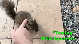 Achieving a Dream quotTamingquot Wild Squirrels [upl. by Cherise]