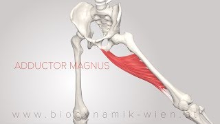 Adductor Magnus 3D Animation 4k [upl. by Law]