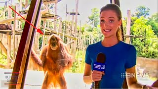 Funniest Animals News Bloopers Of All Time [upl. by Keverian283]