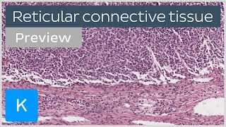 Reticular connective tissue cells and structure preview  Human Histology  Kenhub [upl. by Ehr]