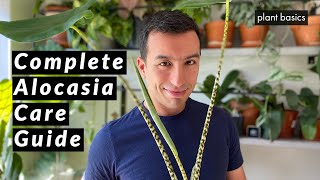 Alocasia Zebrina Complete Care Guide Repotting and Common Problems [upl. by Annauqal421]