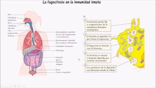 Fagocitosis Mecanismo de accion [upl. by Kiele191]