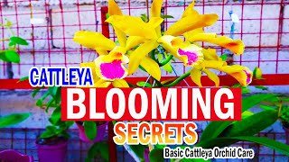 SECRETS on BLOOMING CATTLEYA  Cattleya Orchid Care [upl. by Olvan]