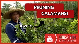 Pruning Calamansi can increase harvest  Kadz Boer amp Nature Farm [upl. by Ainerbas239]