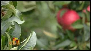 Apple Harvest [upl. by Maryanne]