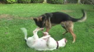 Big Dogs Playing Rough Training Video  Cutest Couple [upl. by Agata]