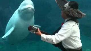 Mariachi Connecticut Serenades a Beluga Whale [upl. by Alberic]