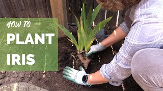 How to Plant Iris Correctly for Long Term Success [upl. by Geminius]