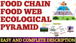 FOOD CHAIN FOOD WEB AND ECOLOGICAL PYRAMID [upl. by Floro926]