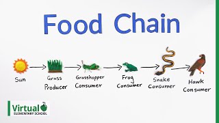 Grade 4 Science How Do Food Chains Work [upl. by Hesketh403]