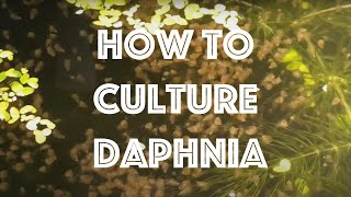 How To Culture Daphnia Magna [upl. by Ysteb]