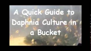 How to culture daphnia outside [upl. by Recha]