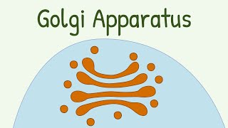 Golgi Apparatus [upl. by Jovitah]