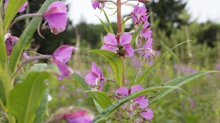 How To Harvest amp Process Fireweed [upl. by Kcirrad160]