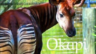 Okapi sound [upl. by Zeba]