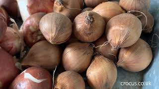 Growing bulbs indoors for winter flowers  Crocuscouk [upl. by Lorita]