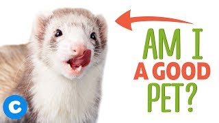 Are Ferrets Good Pets  Chewy [upl. by Pages]