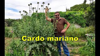 Cardo mariano Silybum marianum [upl. by Alocin12]