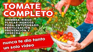 🍅 Como Plantar Tomates COMPLETO Siembra Plagas Hongos Fertilizantes Riego Poda y mucho más [upl. by Ennaerb]