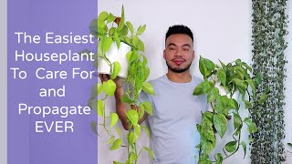 How to Care and Propagate Your Pothos From Cuttings  The Perfect Houseplant for Beginners [upl. by Norton]