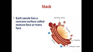 3 Endoplasmic reticulum and golgi apparatus [upl. by Sylvie]