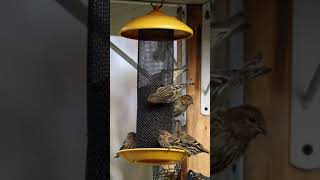 Pine Siskins Feeding on Nyjer From a Stokes Select Finch Screen Feeder [upl. by Gorges]