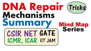 DNA repair mechanism biochemistry summary [upl. by Balmuth334]