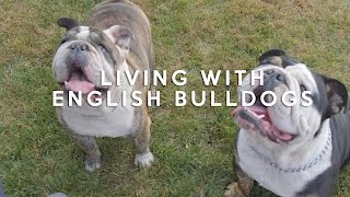 ALL ABOUT LIVING WITH ENGLISH BULLDOGS [upl. by Peedus816]