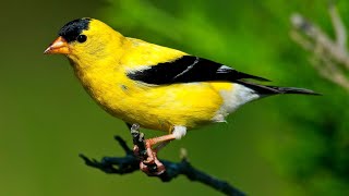 American Goldfinch Singing Song [upl. by Naud]