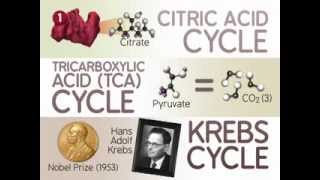 The Citric Acid Cycle The Reactions [upl. by Erroll]