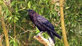 Kolkrabe Corvus corax [upl. by Kissner]