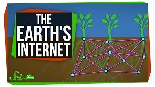 The Earths Internet How Fungi Help Plants Communicate [upl. by Xenos]