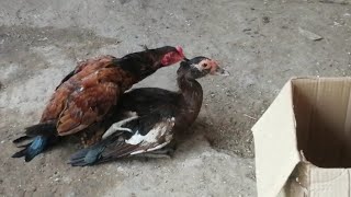 chicken mating with duck [upl. by Nnawaj]