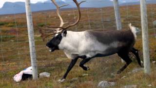 Samiska nationalsången  the Sámi Nationalanthem [upl. by Walburga]