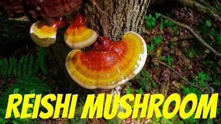 Reishi Mushroom Foraging in the Wild  Medicinal Properties Processing and Identification tips [upl. by Margret125]