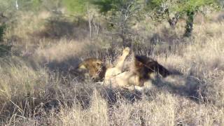 Two male lions attack and kill another male lion  Video 1 [upl. by Seyer]