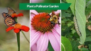 How to Plant a Pollinator Garden [upl. by Tnias]