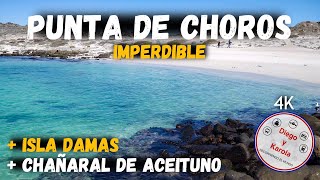 PUNTA DE CHOROS ISLA DAMAS Y CHAÑARAL DE ACEITUNO  CHILE  4K [upl. by Dale]